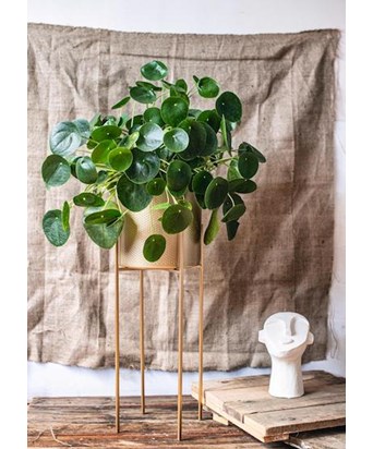 Ayaklı Saksıda Dev Pilea Peperomioides
